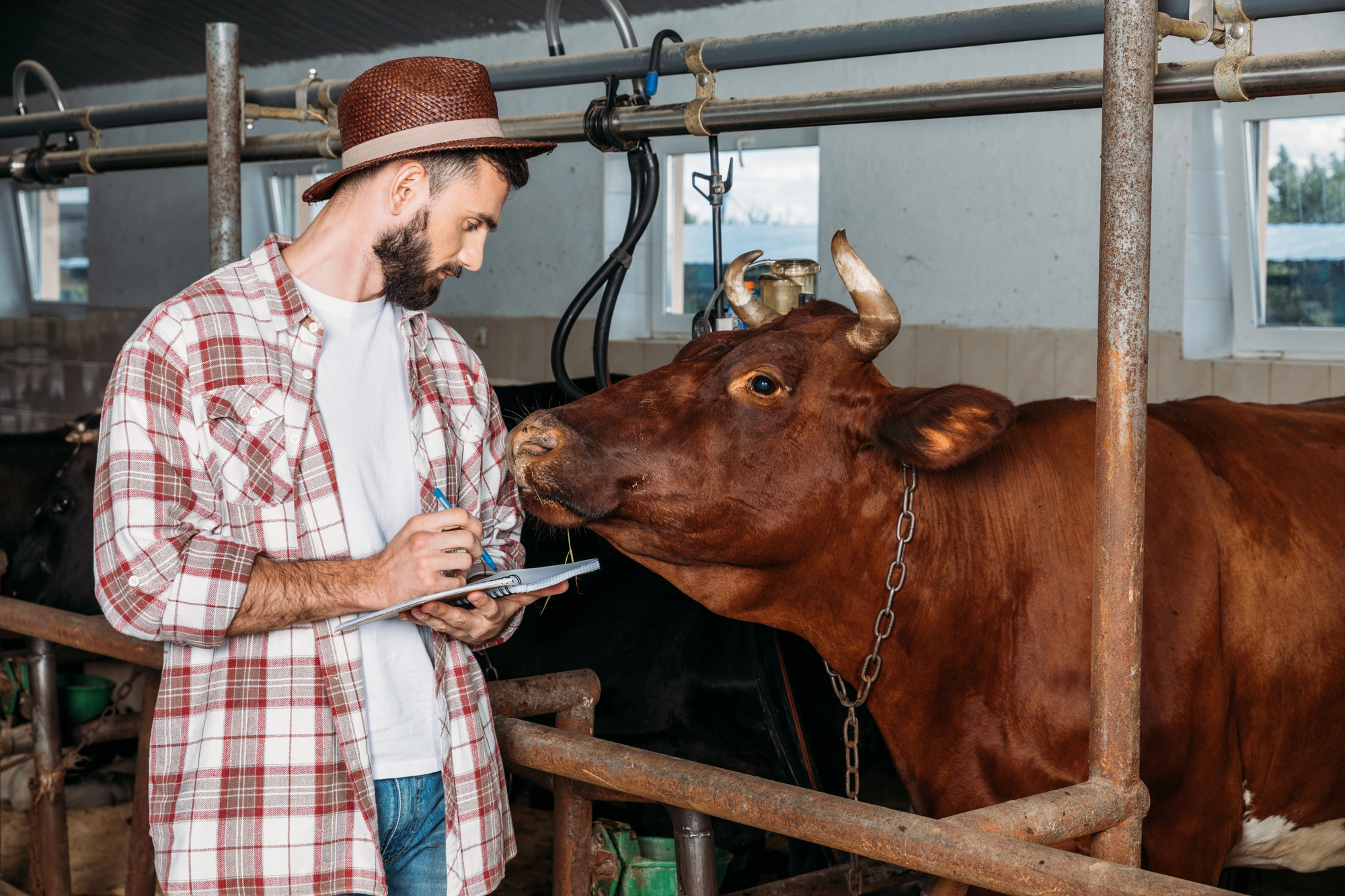 granjero con una vaca