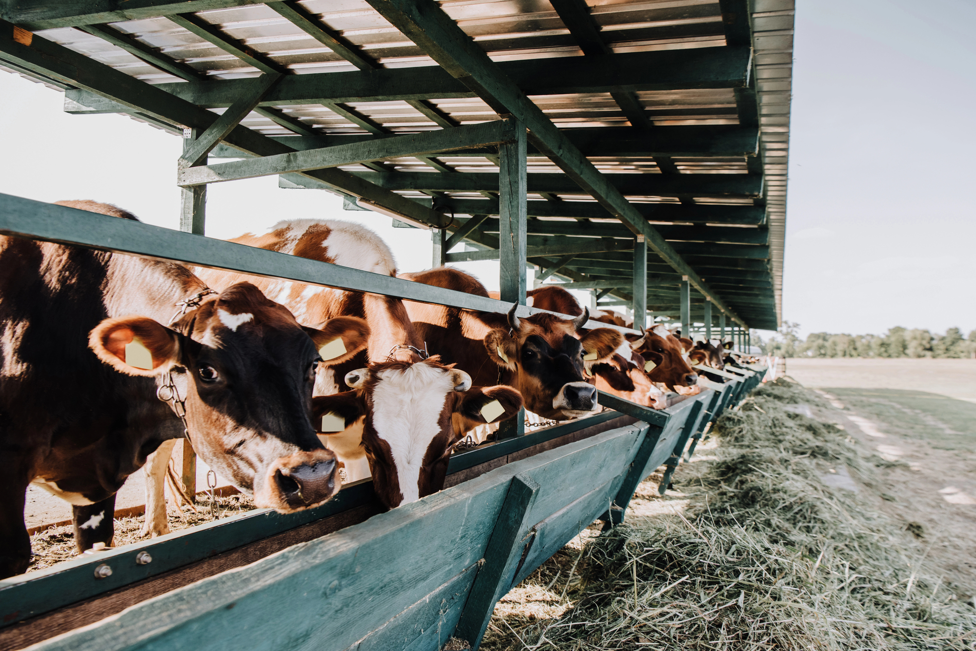 granja con establos con vacas